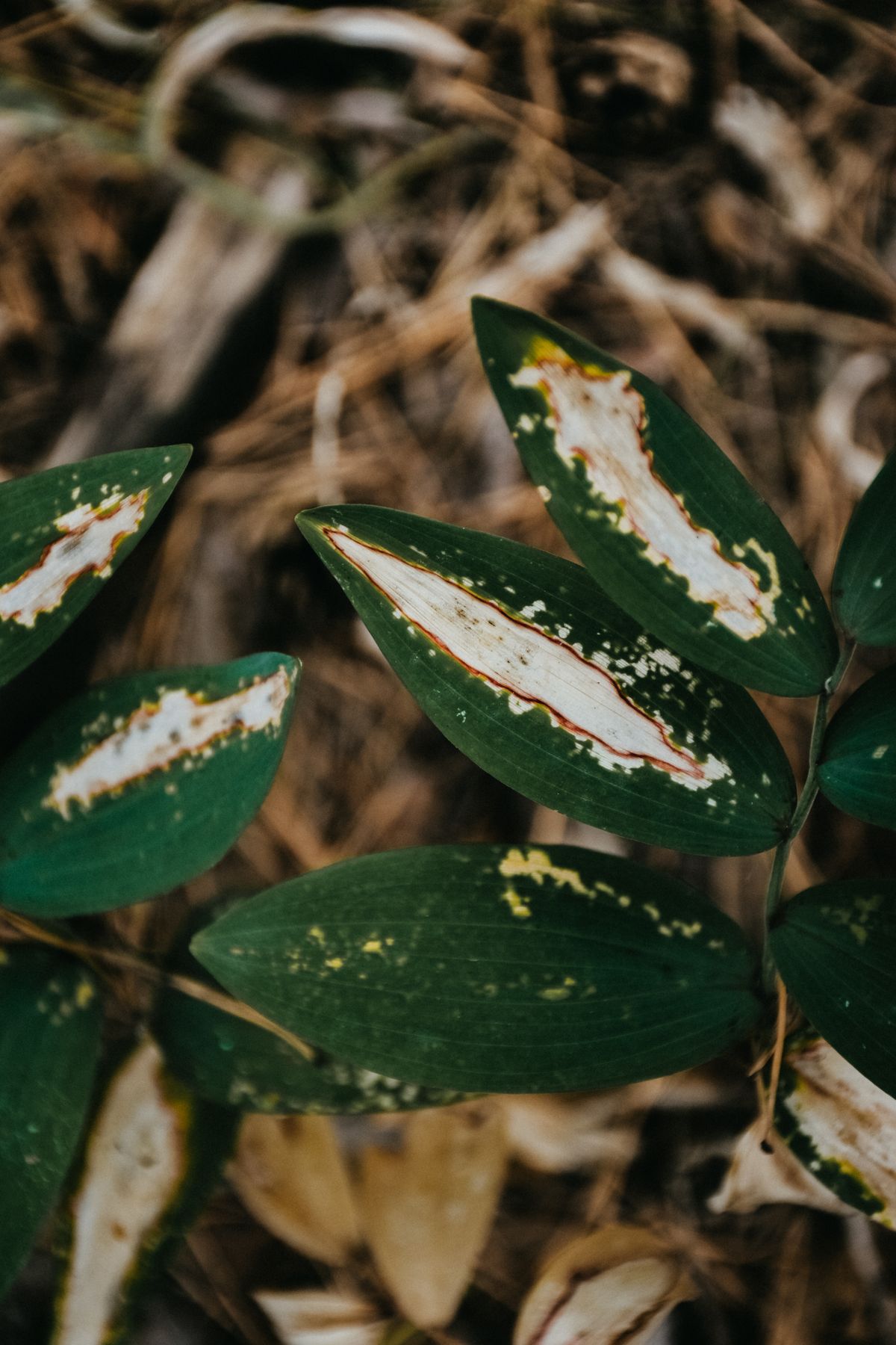Macro close-up of green leaves showing natural damage and tissue decay — the visible canopy signs of stem-internal vascular disease