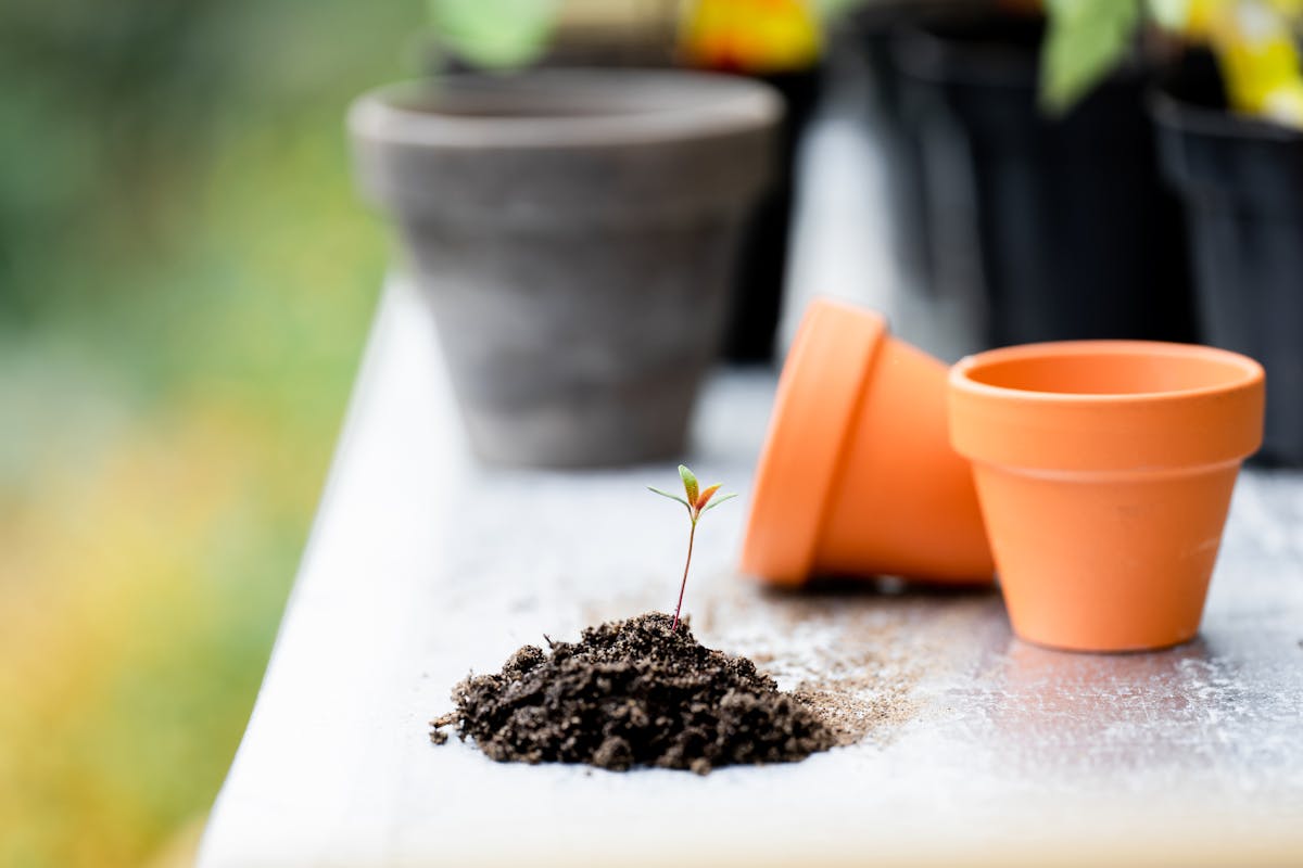 Close-up of soil and terracotta pots — the substrate surface and pot rim are where crystallised fertiliser salts become visible
