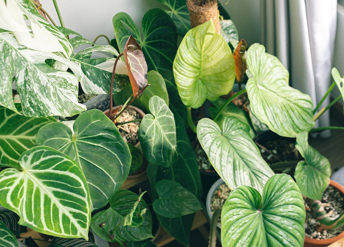 A diverse collection of rare tropical houseplants and Peperomia varieties displayed on an indoor shelf with bright indirect light