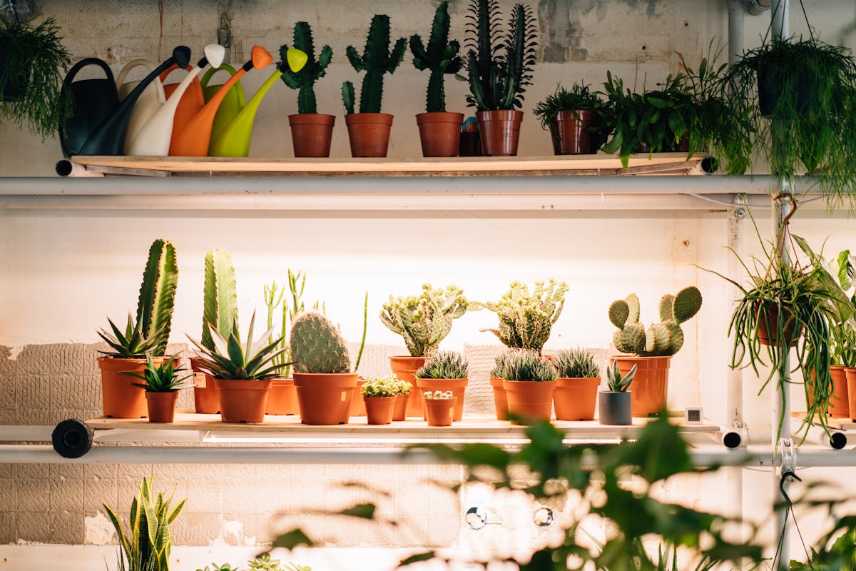 Specialist plant marketplace with labelled peperomia varieties for sale, showing the diversity of available cultivar types