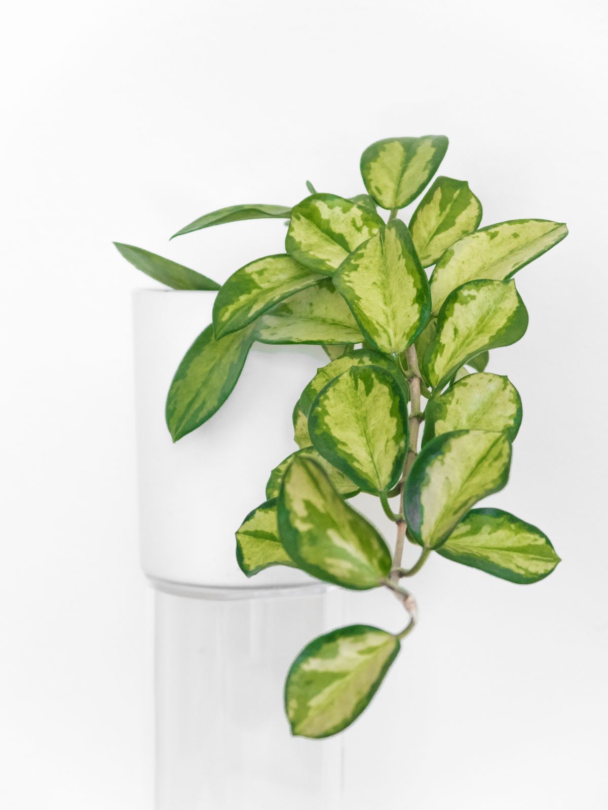 Lush waxy-leaved succulent foliage in a white pot — the visual morphology shared by Peperomia obtusifolia and Hoya carnosa through convergent evolution, despite their unrelated lineages