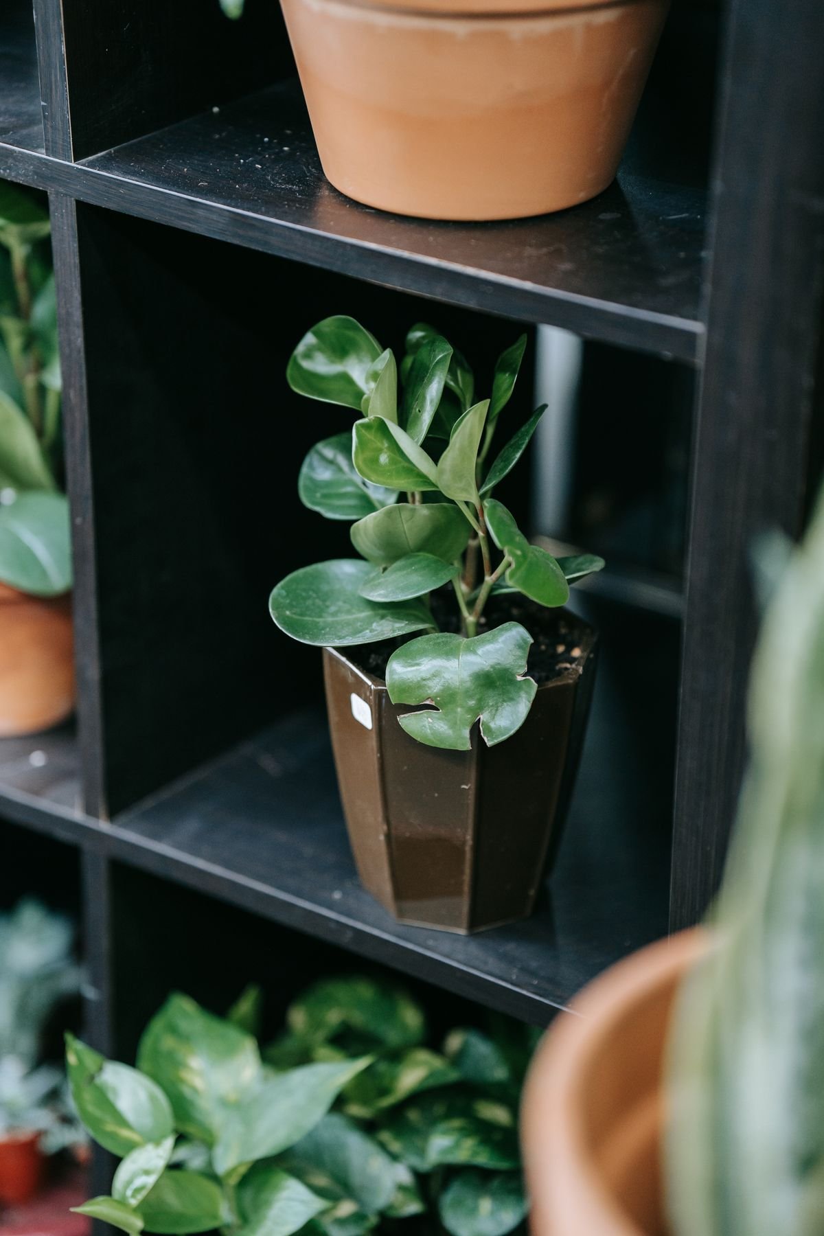 Best Time to Propagate Peperomia: Seasonal Windows Explained