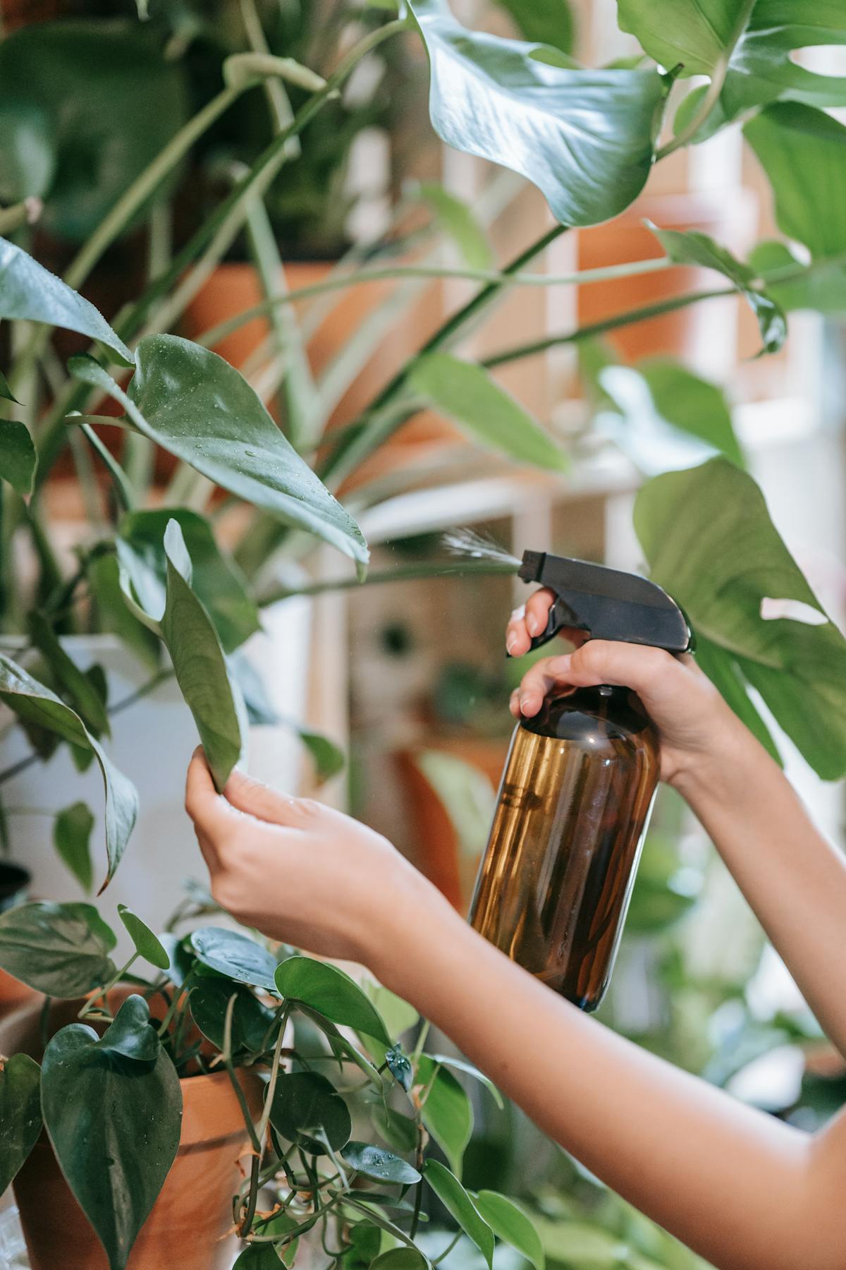 Person using a spray bottle to apply foliar treatment to indoor houseplants — the contact-kill phase of the thrips protocol