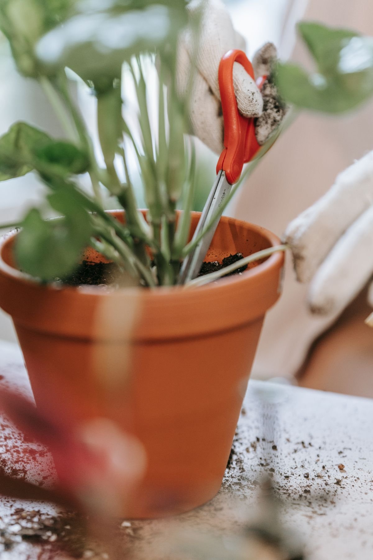 Fix Leggy Peperomia: 5 Proven Steps
