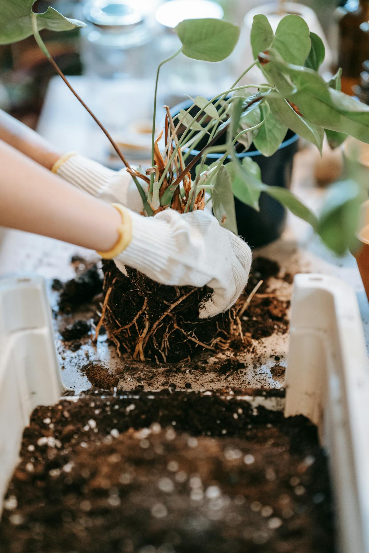 How to Divide Peperomia Obtusifolia: The Separation Protocol