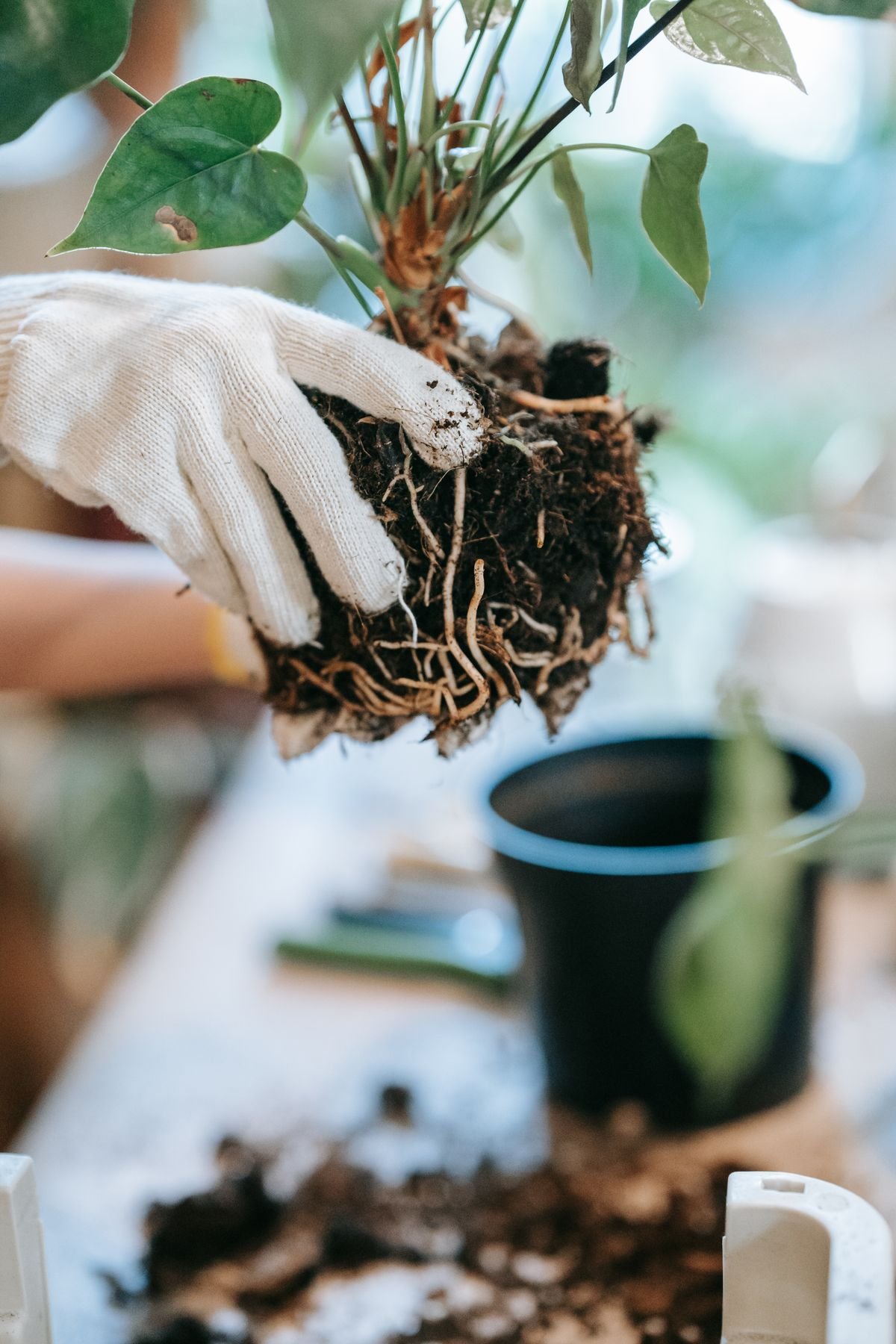 Gloved hand holding an unpotted houseplant root ball above an empty nursery pot during inspection before division