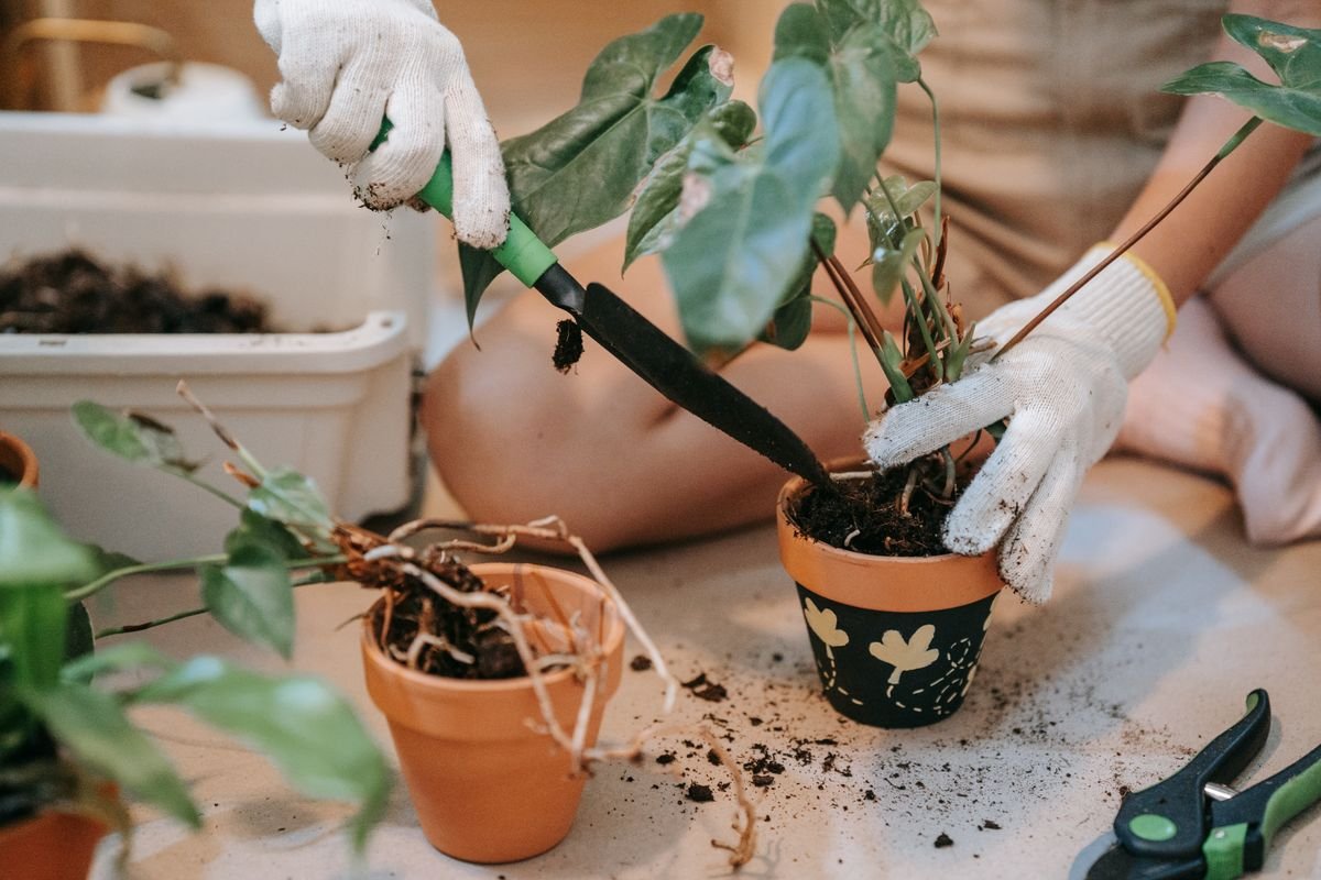 Hands in gloves using a garden trowel to repot a plant indoors