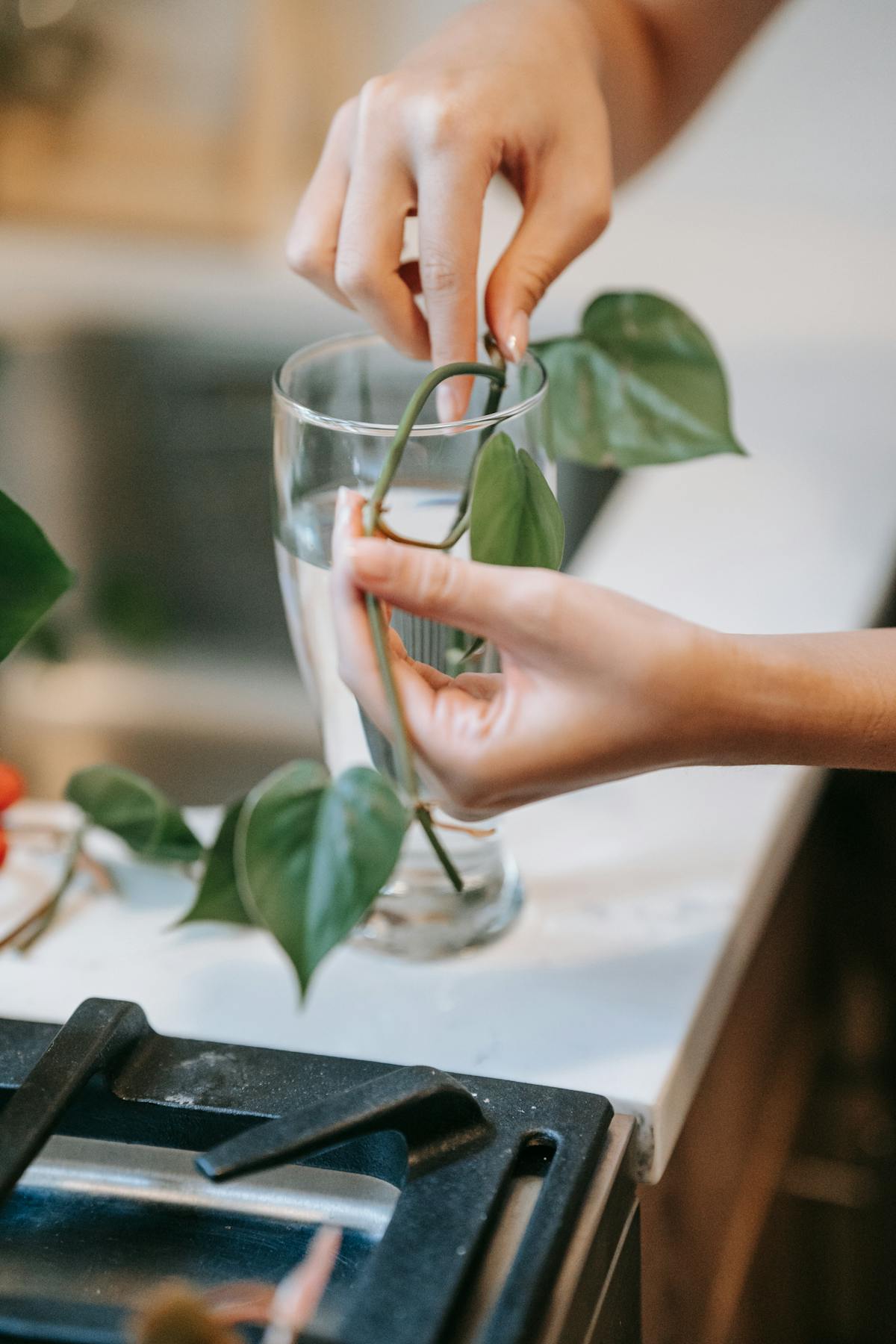 How Long to Callus Peperomia Cuttings? The Suberization Protocol