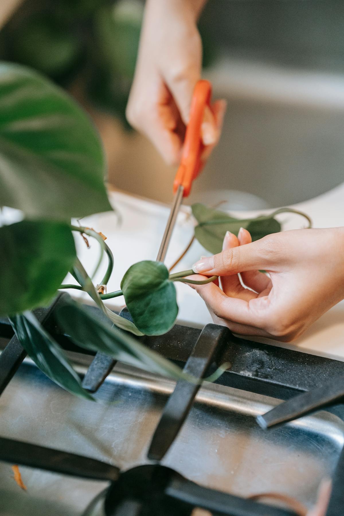 Hands pruning a plant with scissors over a kitchen sink