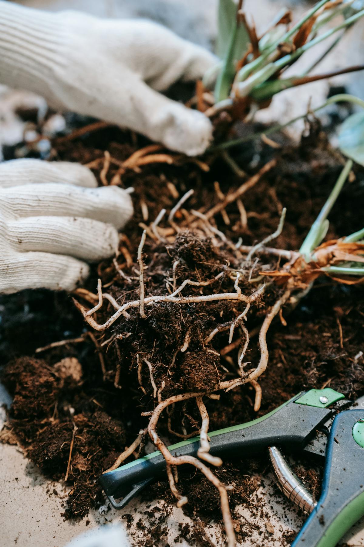 Close-up of gloved hands removing soil from plant roots during a diagnostic inspection