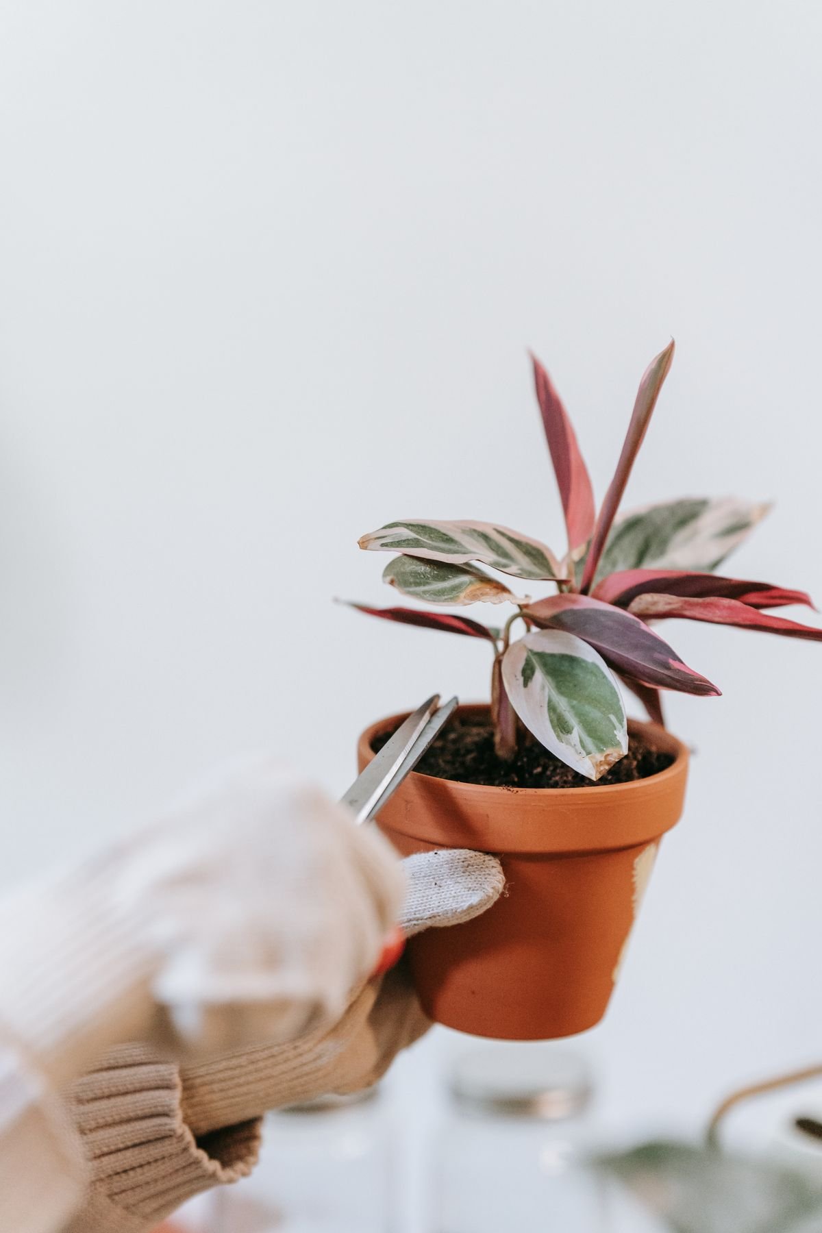 Hands pruning a potted houseplant stem — the same sterile cut discipline used before wrapping an air layer