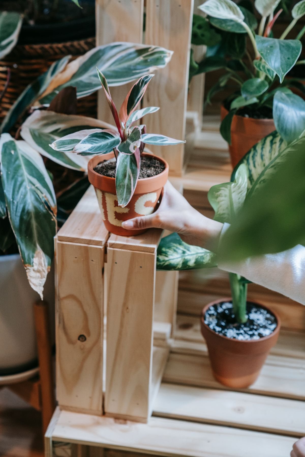 Close-up of a hand placing a potted houseplant onto a wooden display stand