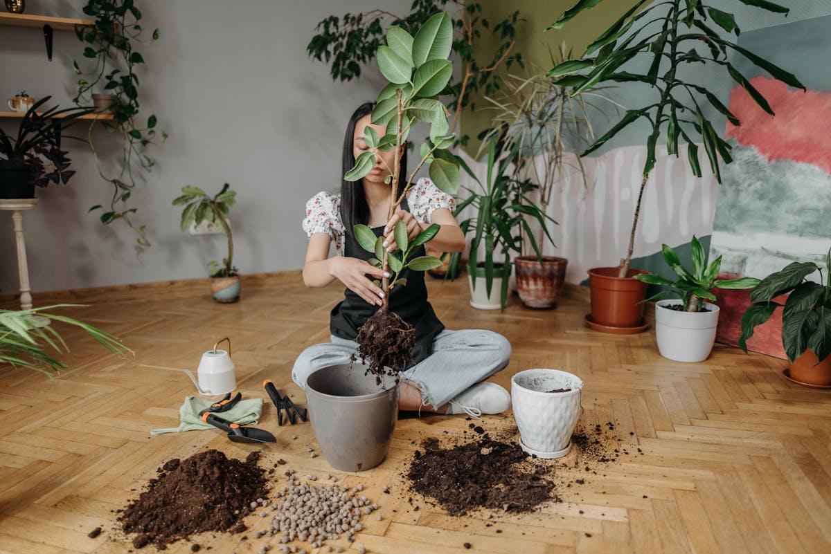 Best Soil Mix for Peperomia Obtusifolia: The Definitive Botanical Recipe