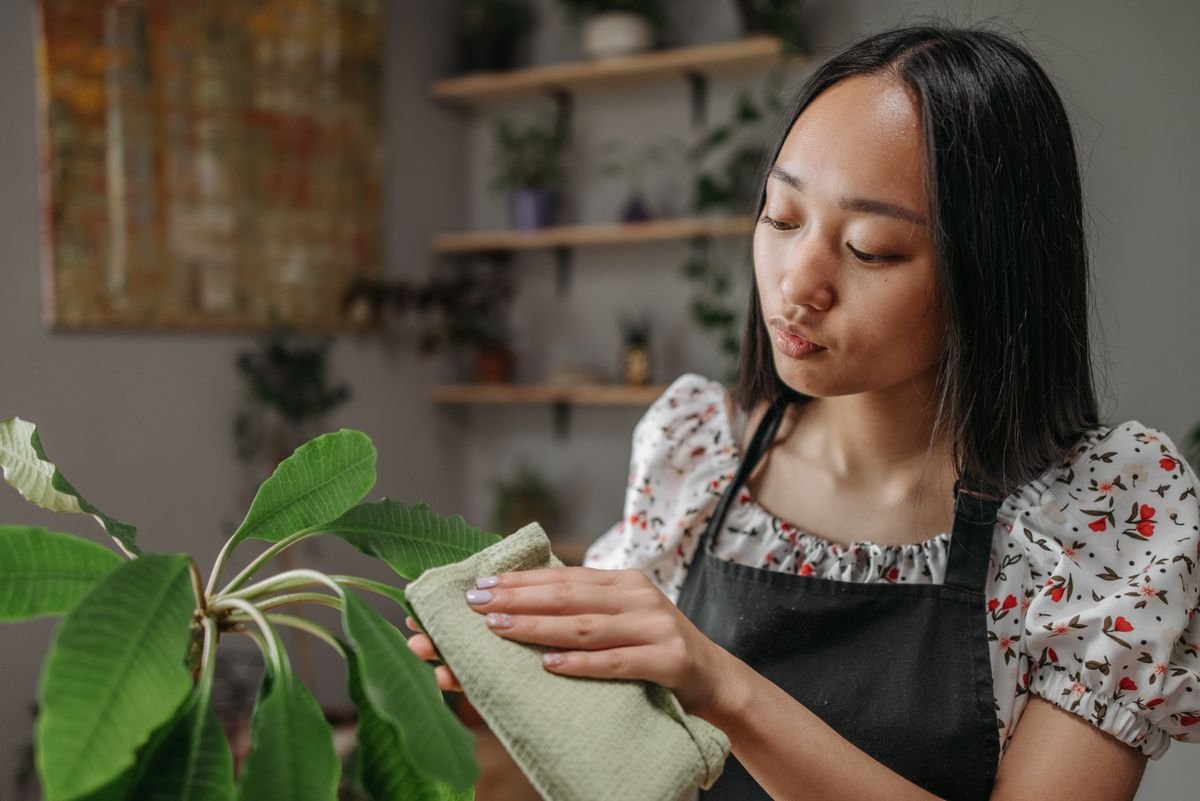 A young woman gently wiping the leaves of a glossy houseplant with a soft cloth
