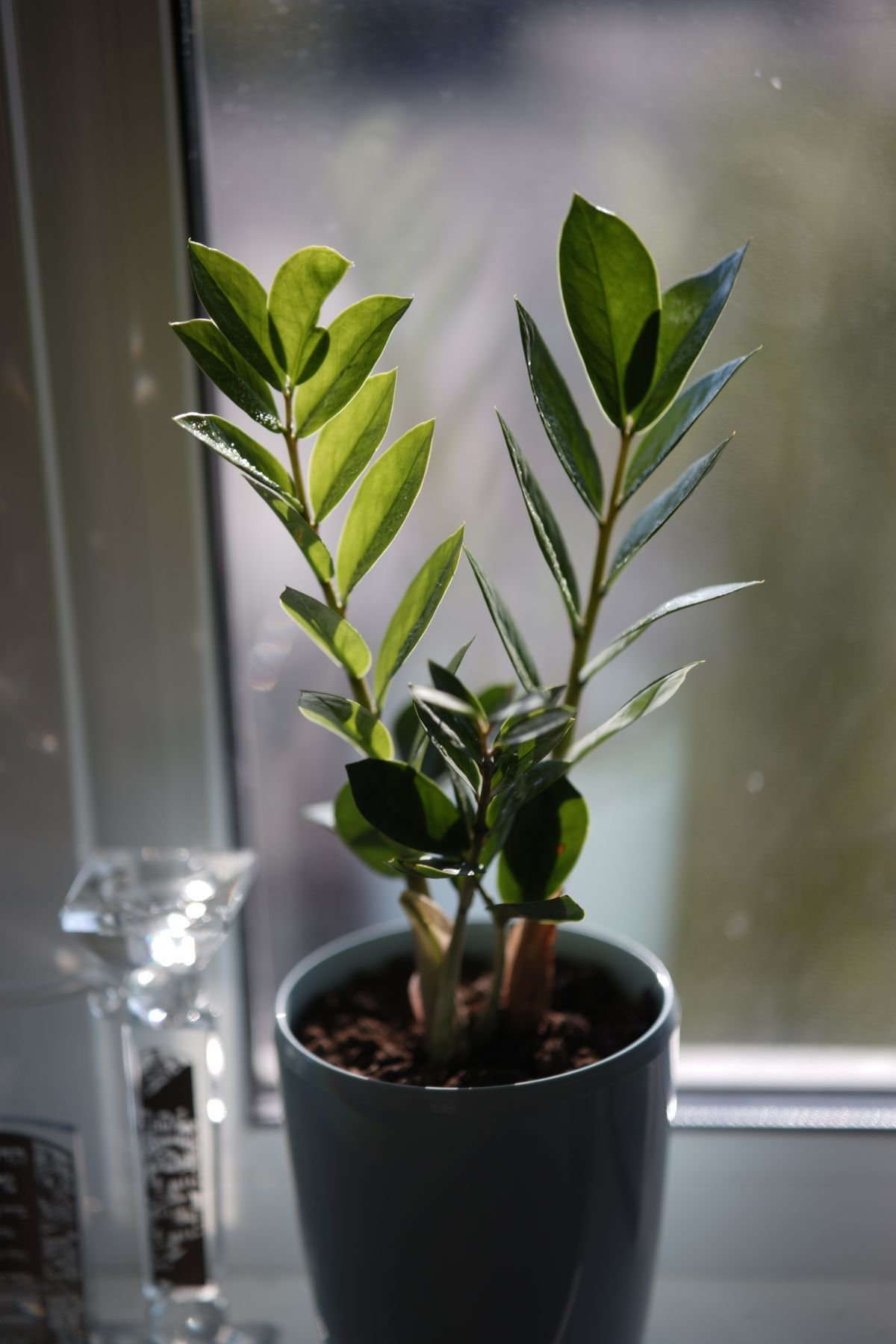 Close-up of a vibrant indoor plant on a sunny windowsill, the light level that triggers Peperomia obtusifolia flowering