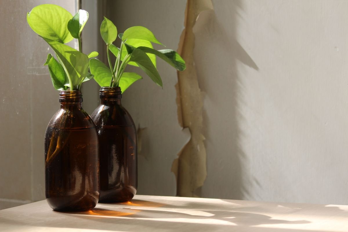 Two rooted cuttings in brown bottles ready for potting after water propagation