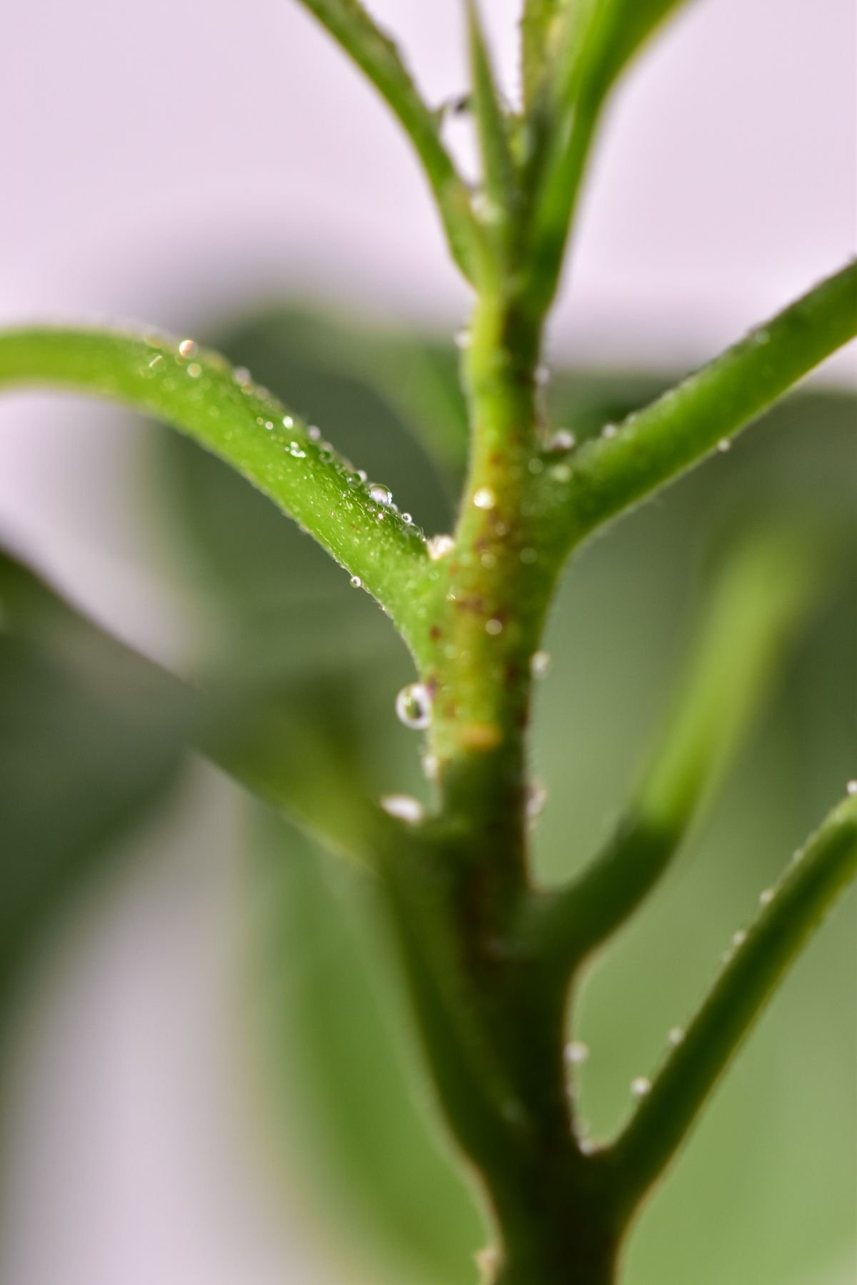 Close-up of a green succulent plant stem, showing the fleshy tissue typical of a Peperomia petiole