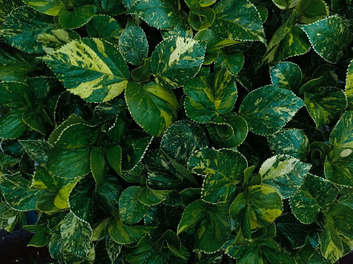Close-up of a variegated leaf showing irregular patches of yellow-gold and deep green