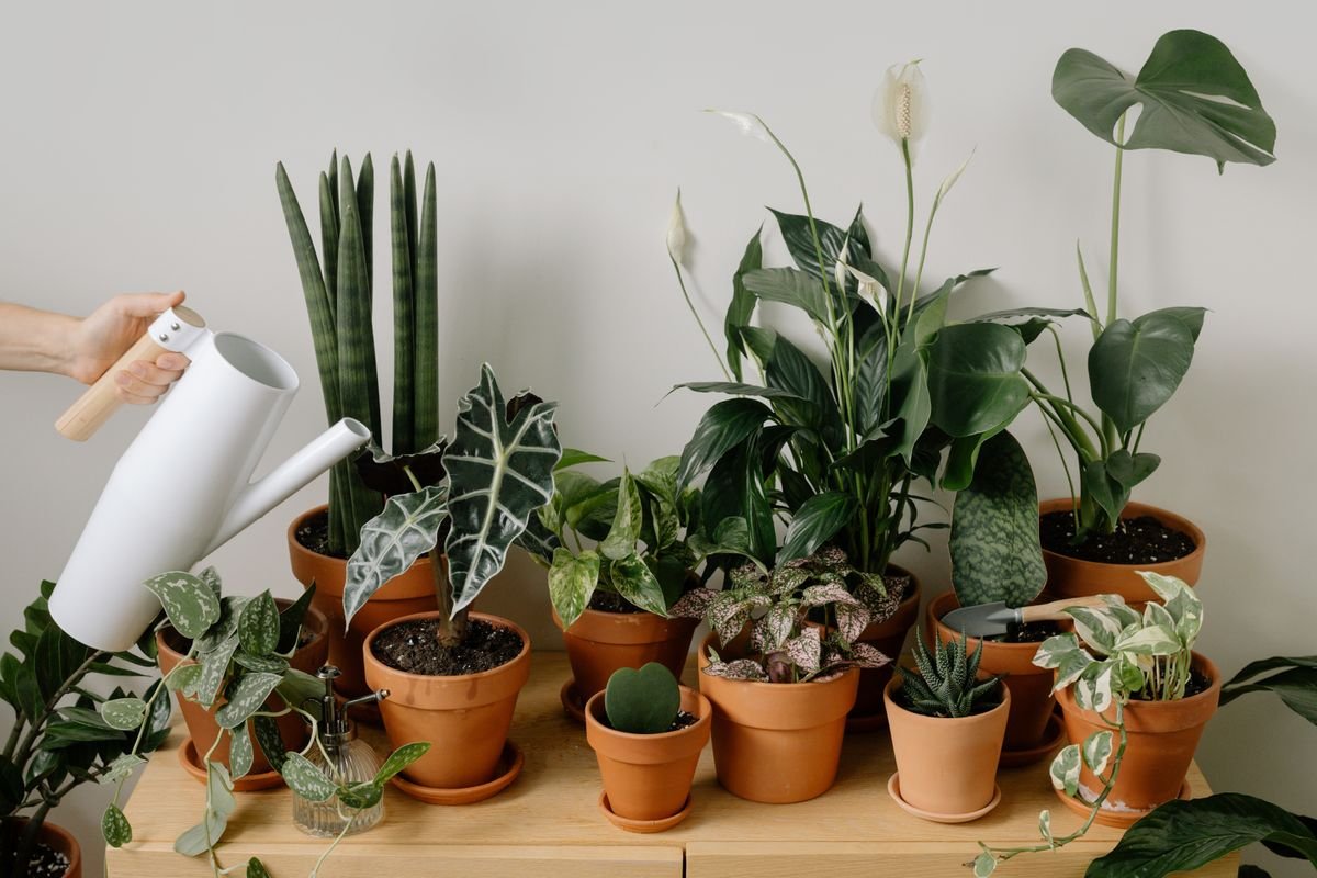 Hands watering potted houseplants at a table during an indoor care routine