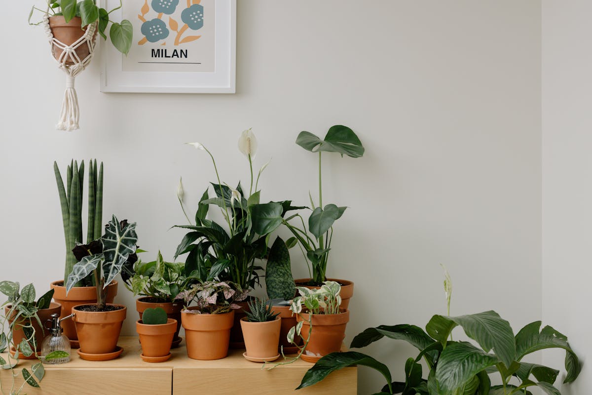 A collection of indoor houseplants in clay pots against a neutral wall