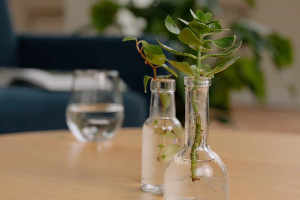 Houseplant stem cuttings suspended in a glass jar of water showing developing white roots visible through the glass