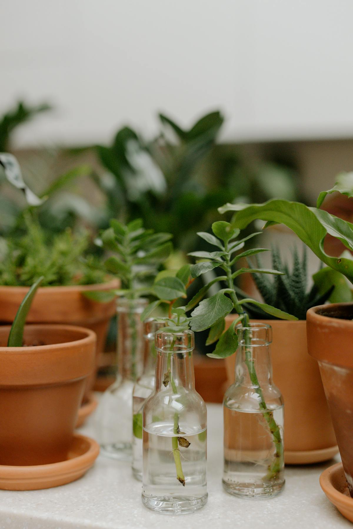 Aesthetic arrangement of succulents and glass bottles