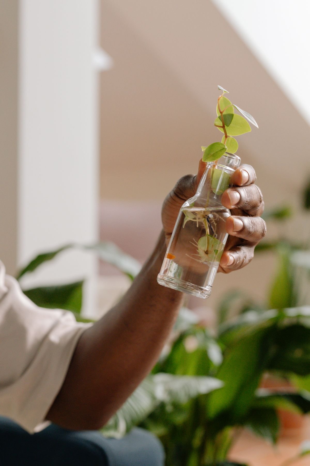 Hand holding a clear glass bottle with a rooted Peperomia stem cutting in water