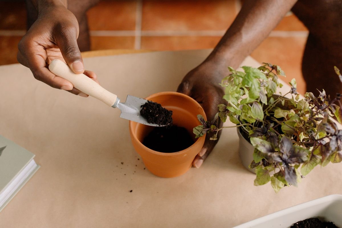 Close-up of a person planting herbs in a pot with soil indoors