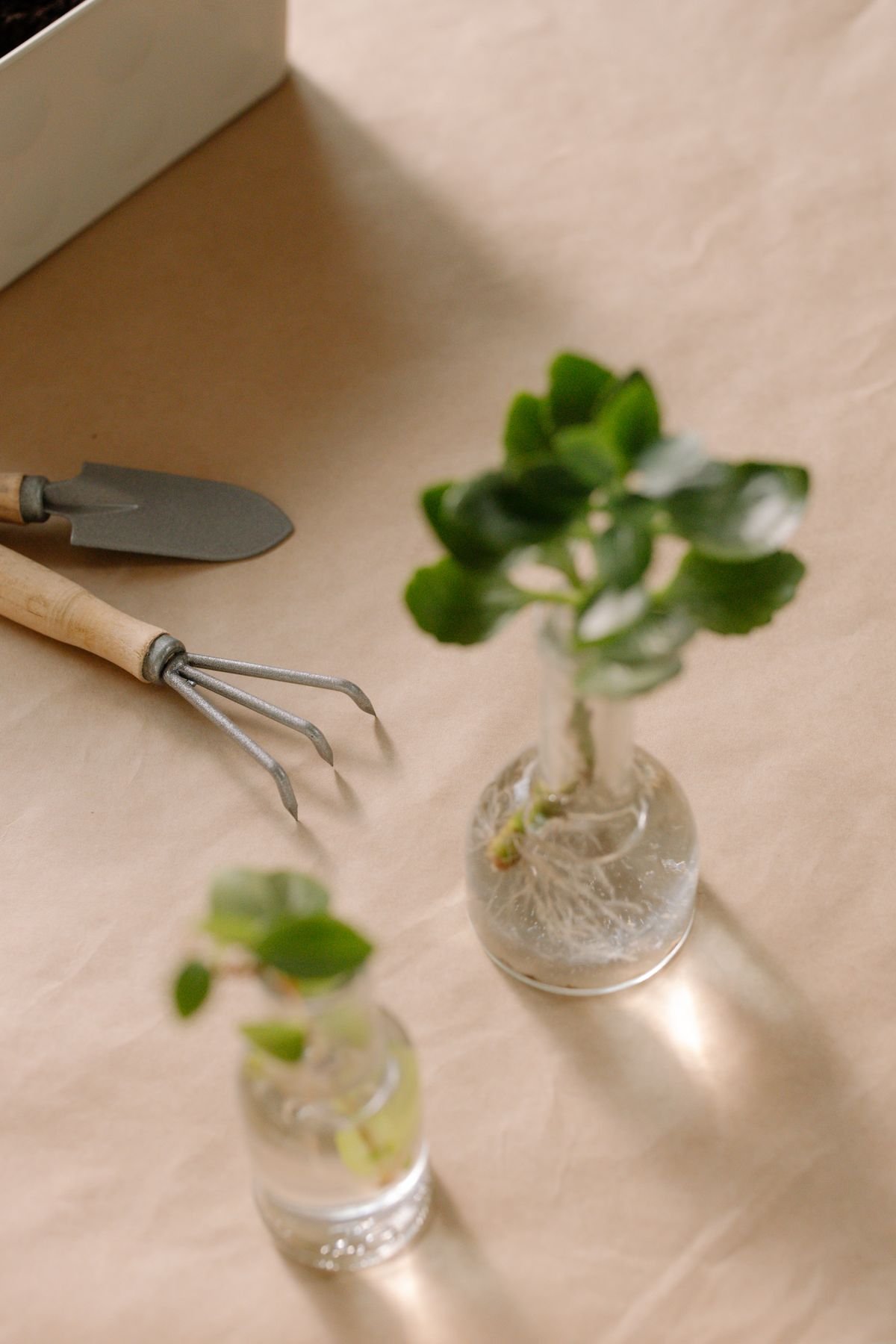 Plant cuttings in water-filled vases beside a garden tool, illustrating the propagation setup stage before moving to moss
