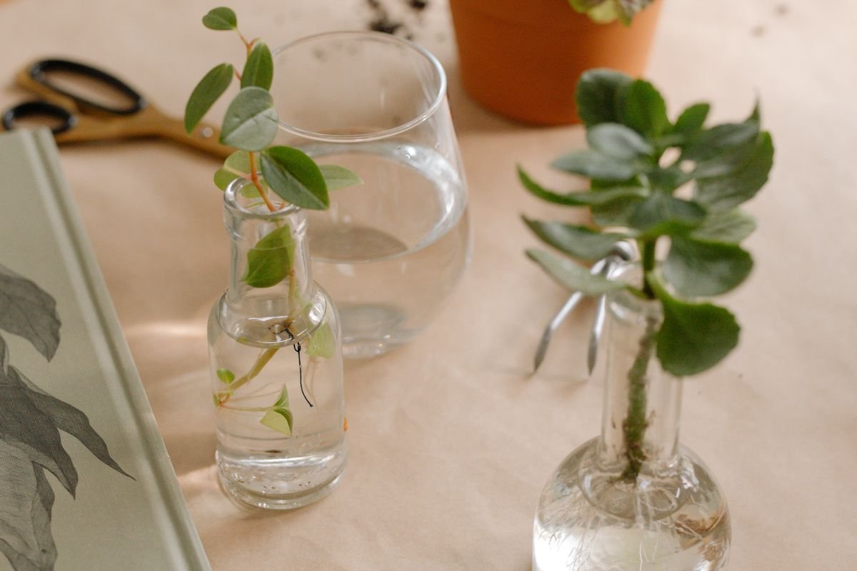 Best Time to Propagate Peperomia: Seasonal Windows Explained