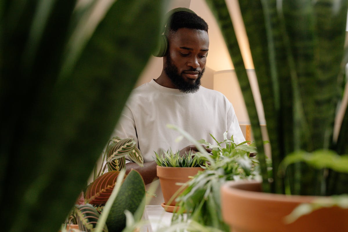 Does Music Help Peperomia Grow? The Science of Bioacoustics