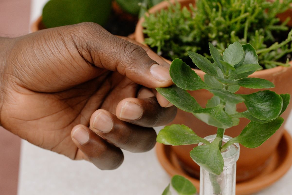Hand holding a healthy green potted plant against a backdrop of other houseplants