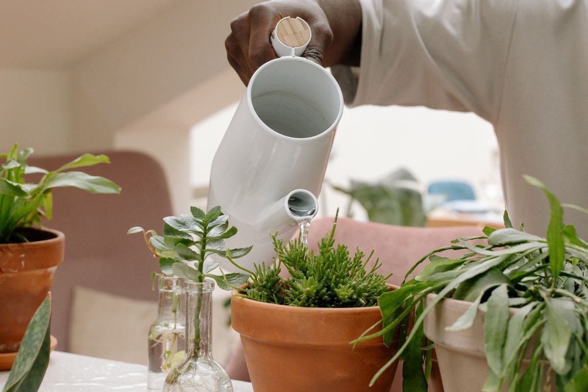 Gardener watering indoor houseplants with a white watering can beside a bright window