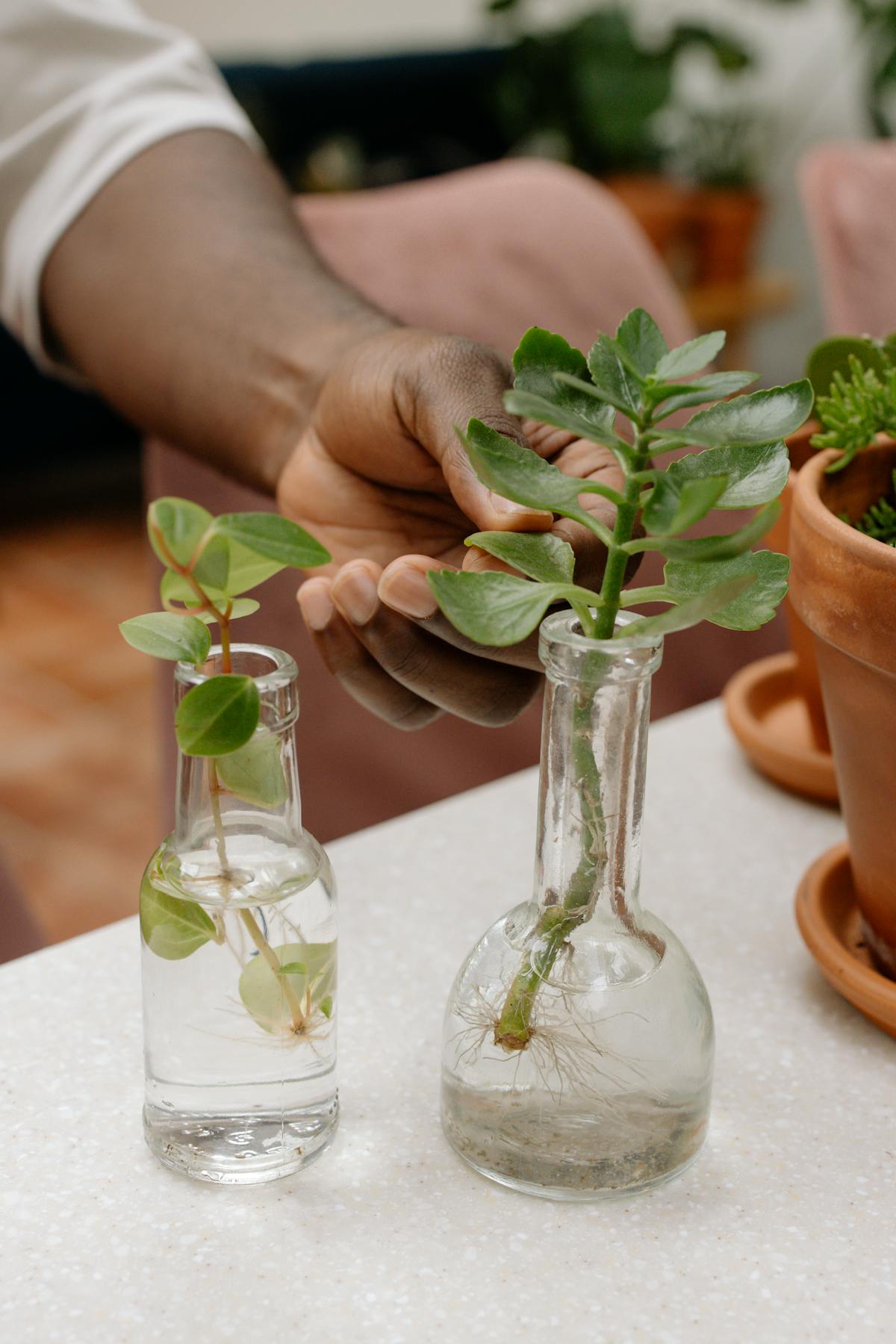 A person holds a propagated plant in a glass bottle, showcasing indoor gardening