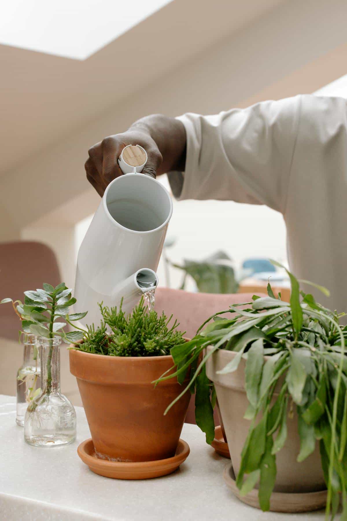 Close-up of a person's hand pouring water into potted plants indoors