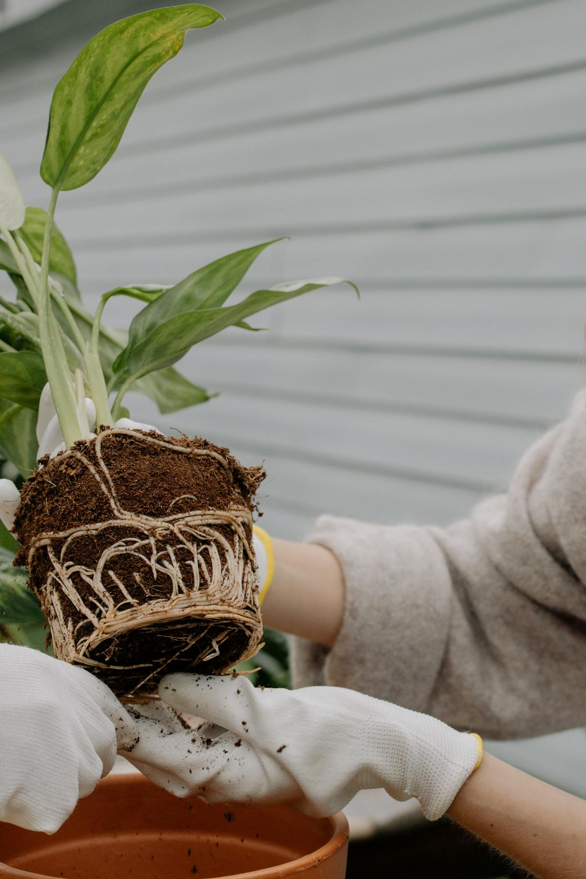 Gardener carefully holding a plant by the root ball during repotting, revealing the dense root system characteristic of a root-bound specimen