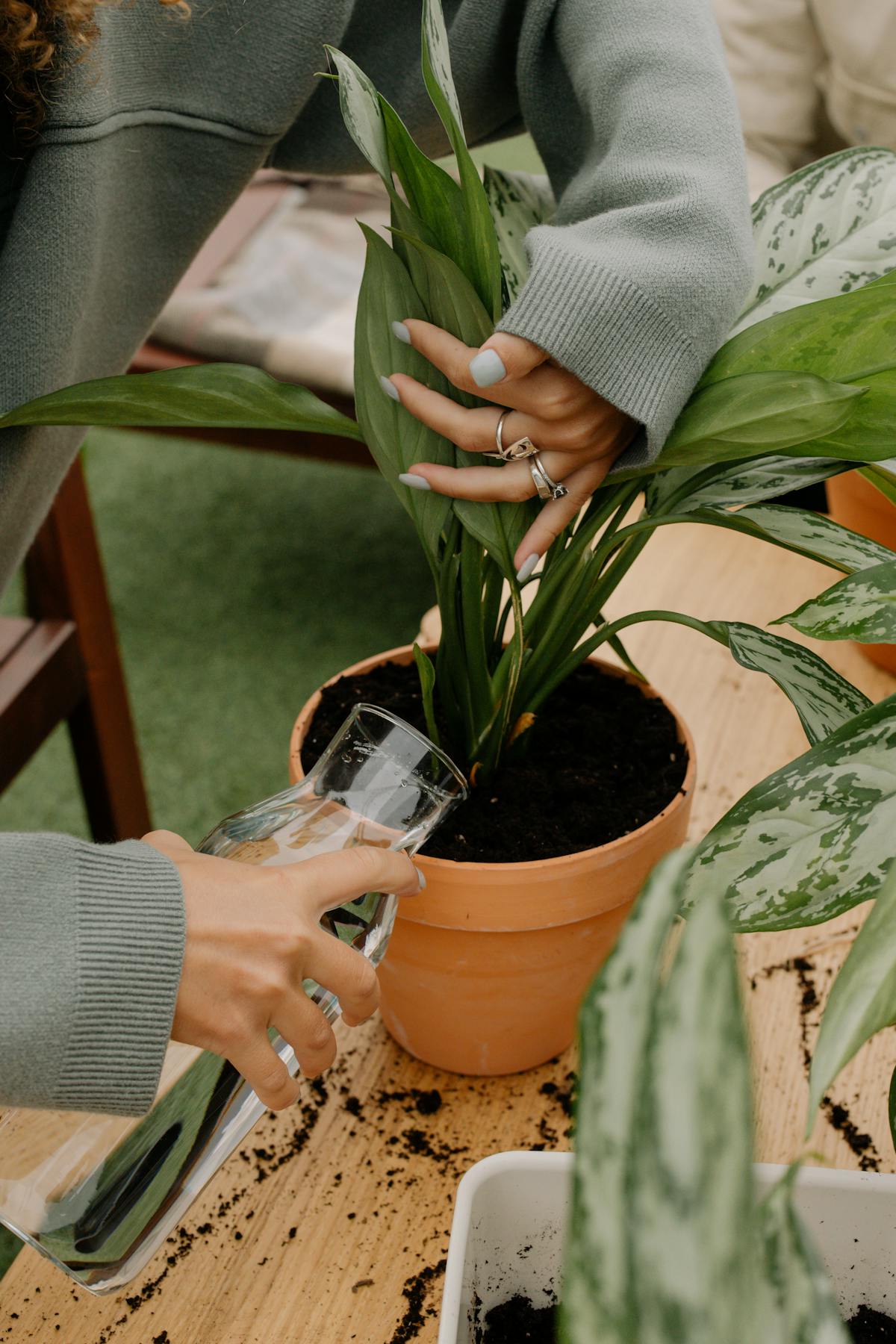 A grower watering a potted houseplant in a terracotta pot — the feeding action that, over-applied, concentrates salt in the root zone