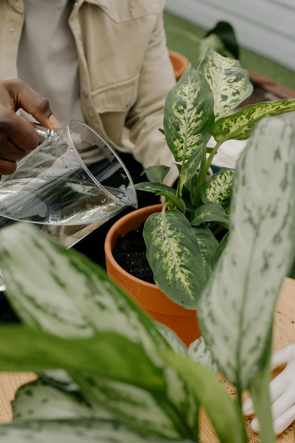 Bottom Watering Peperomia Obtusifolia: The Science of Capillary Rise