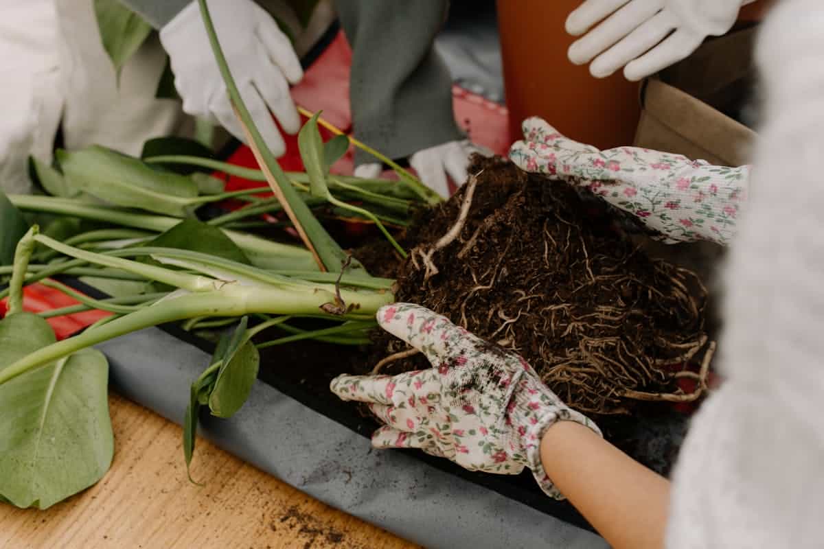 Hands working with soil and roots while repotting a houseplant indoors