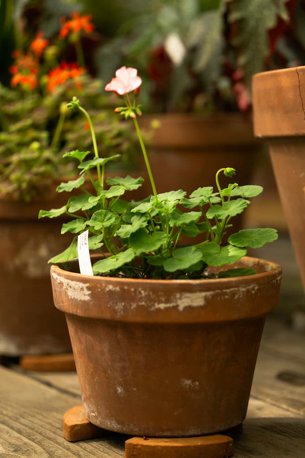 Close-up of a terracotta pot with plant indoors