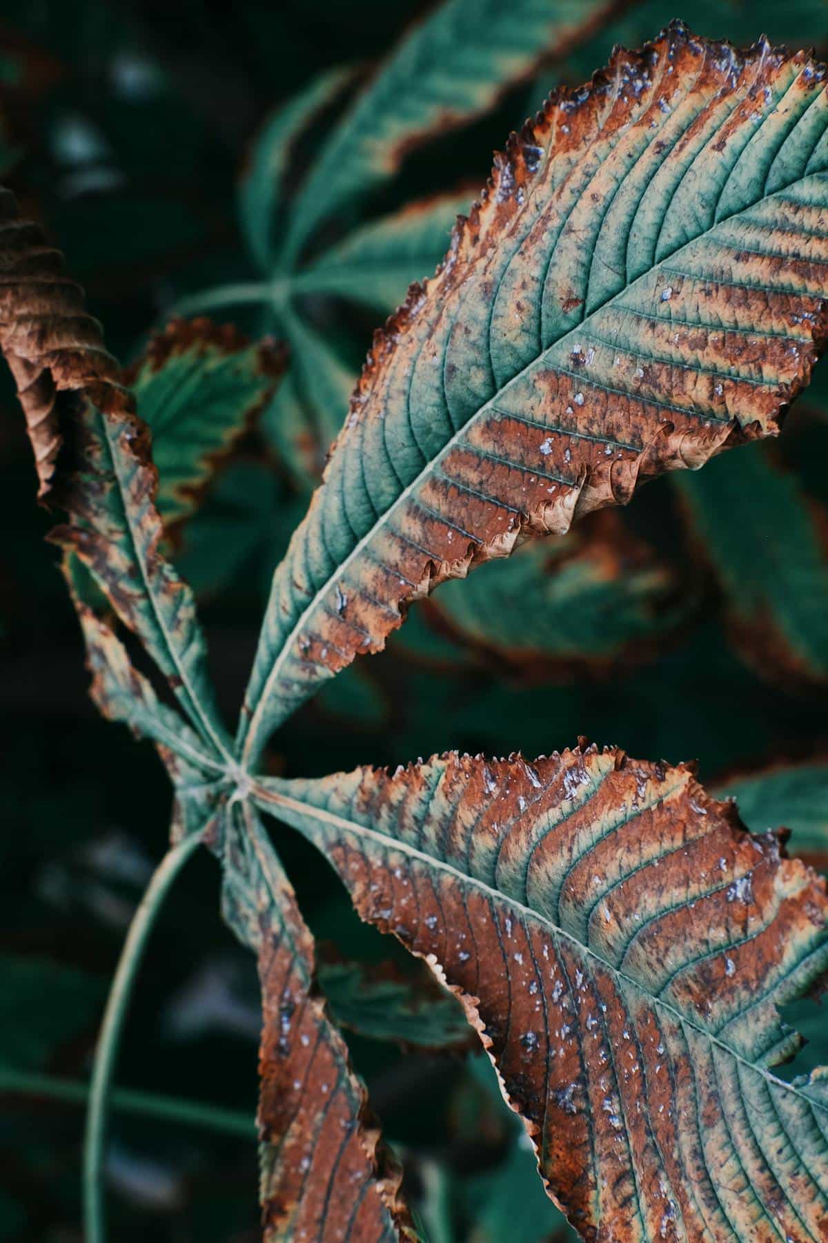 A wilted, drought-stressed plant showing parchment-coloured leaf veins and collapsed turgor in the foliage