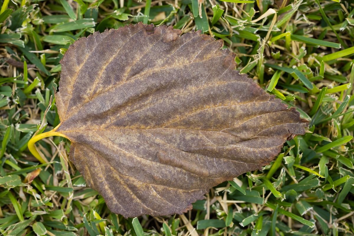 Brown dried leaf resting on green grass — visual cue for crispy tip necrosis from peperomia fertilizer burn