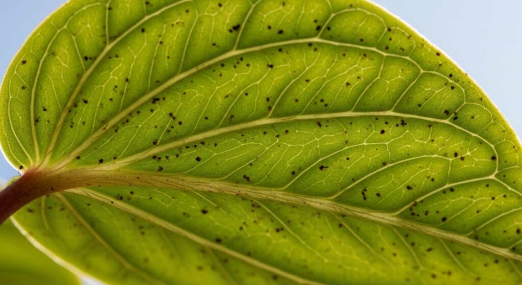 Spider mite webbing and brown specks on underside of baby rubber plant leaf indicating pest infestation